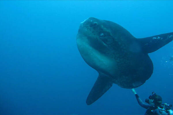 World first identification of a larval Sunfish