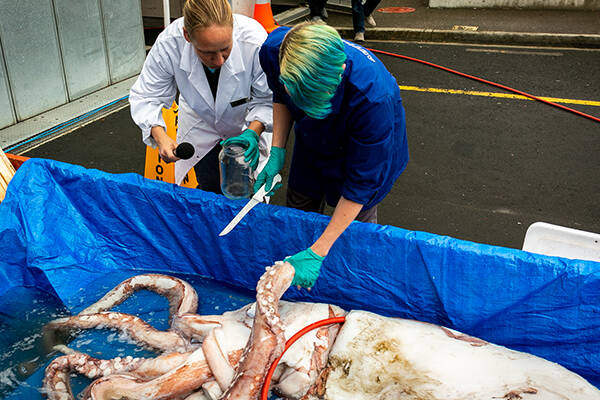 TO BE DISSECTED FOR SCIENTIFIC RESEARCH