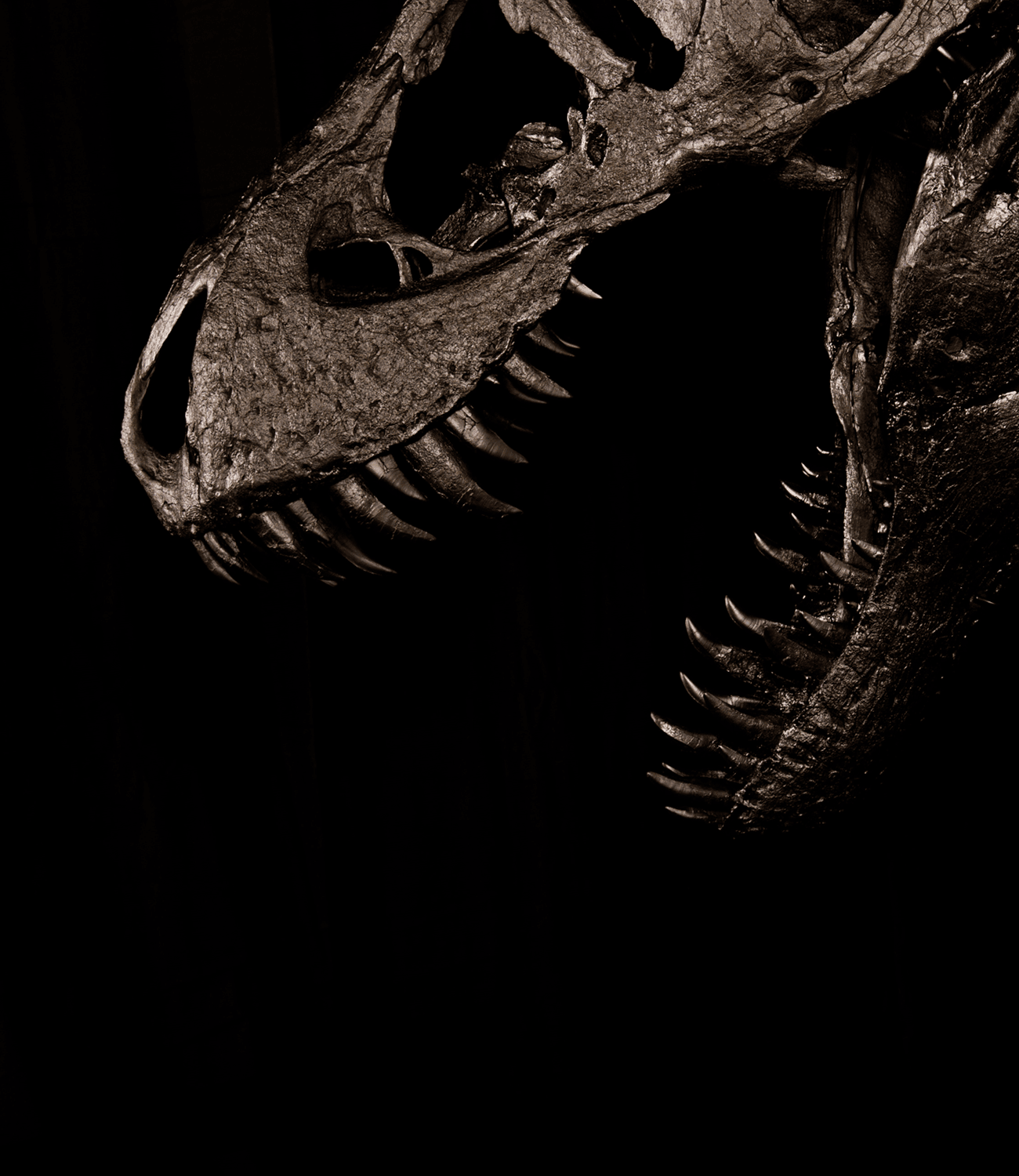 A RARE & REAL T. REX MAKES A WORLD FIRST DEBUT AT AUCKLAND MUSEUM