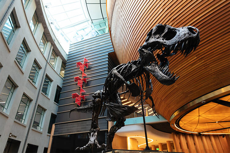 RARE & REAL T. REX EXTENDS STAY AT AUCKLAND MUSEUM