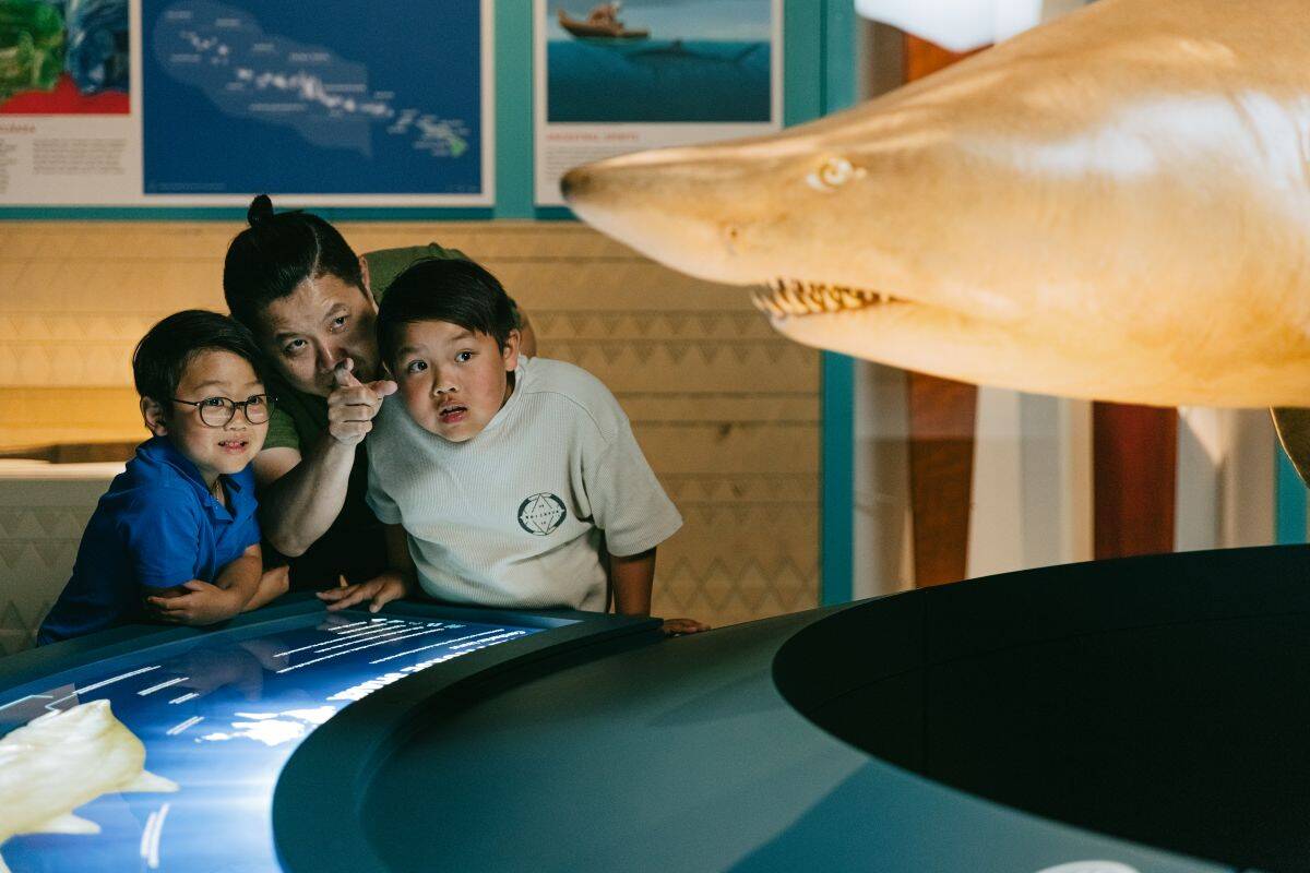 Sharks