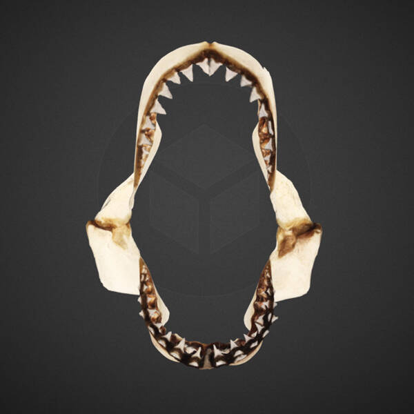 White Shark Jaw