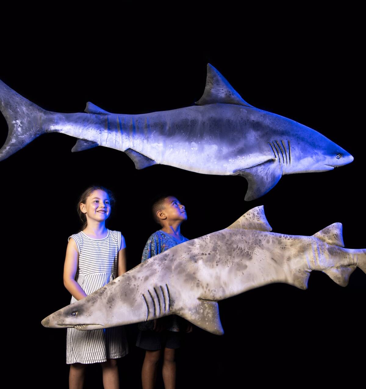 About Swimming with Sharks