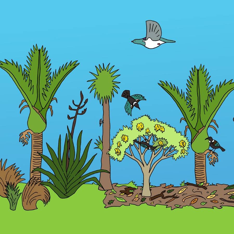 BioBingo: Auckland plants