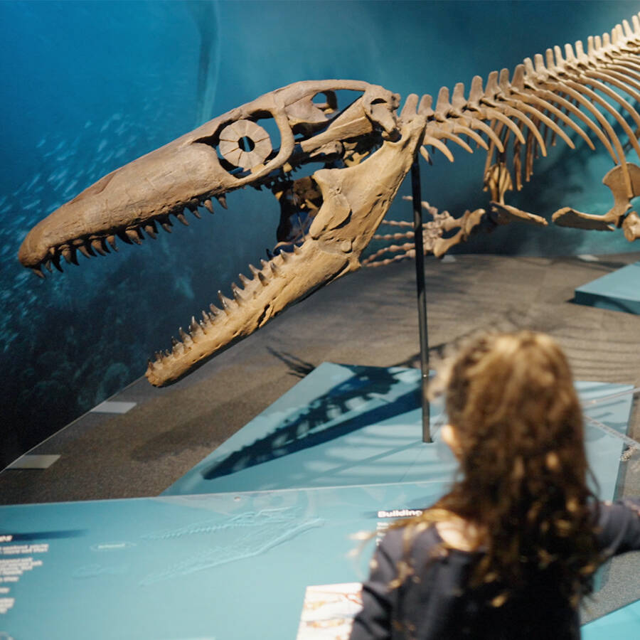 Sea Monsters at your place