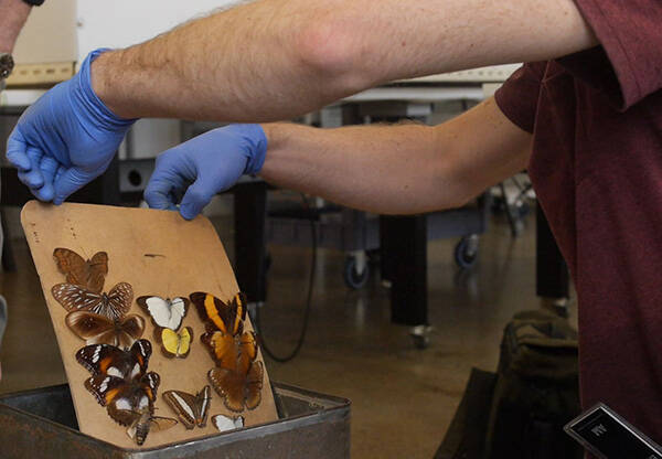 Ian Langston takes out a tray of butterflies so they can be cleaned and prepared for the Secret World of Butterflies exhibition.