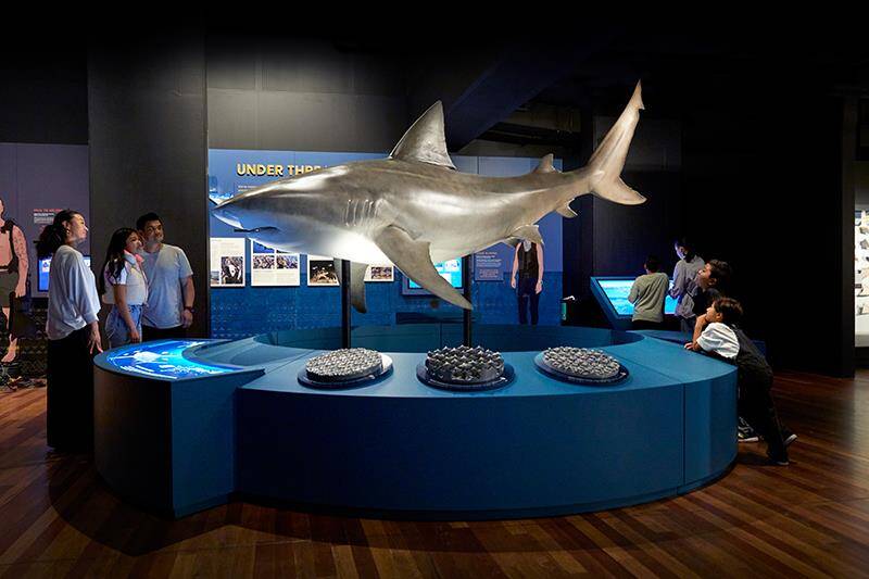 Sharks. An exhibition brought to you from the Australian Musuem