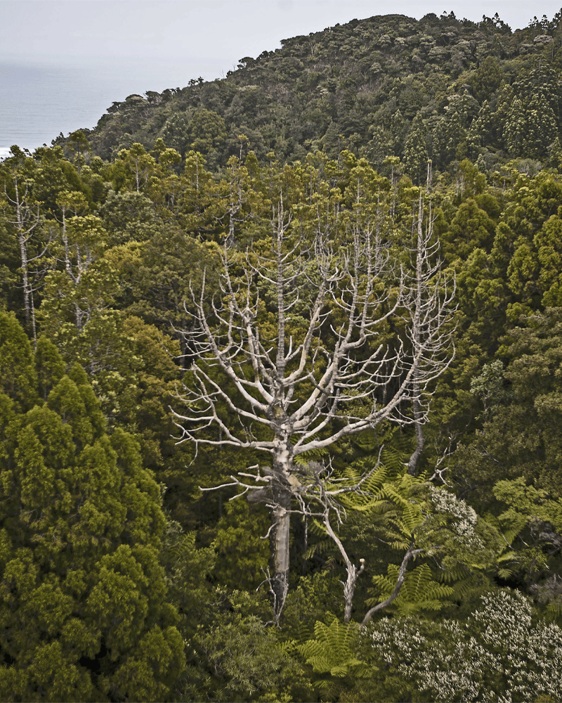 Kauri Dieback