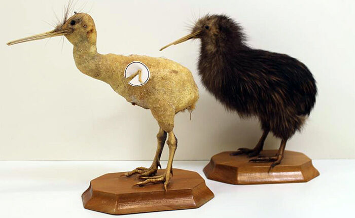 North Island brown kiwi (Apteryx mantelli)