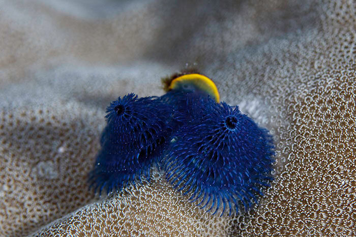 Crinoid1