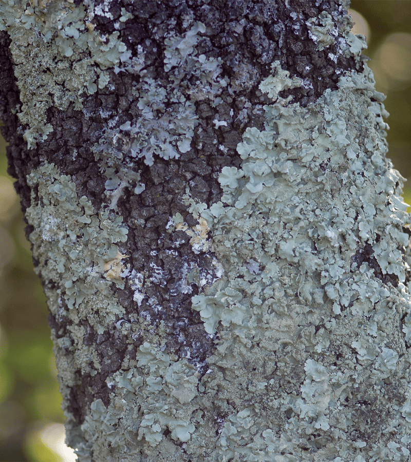 Lichen on a tree