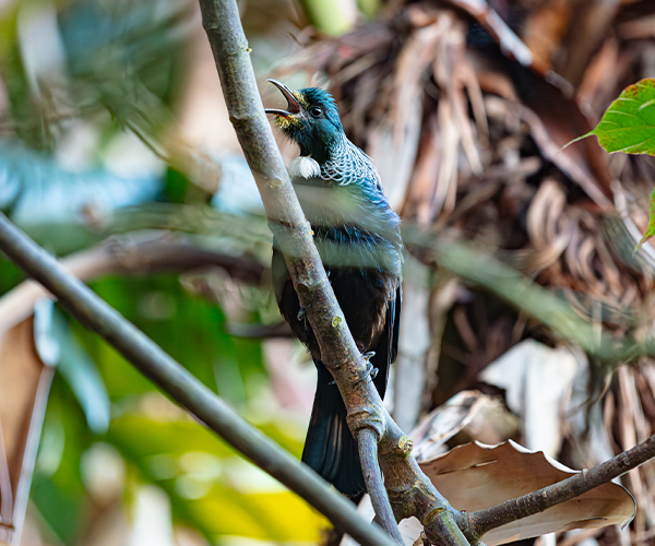 Tūī (Prosthemadera novaeseelandiae)
