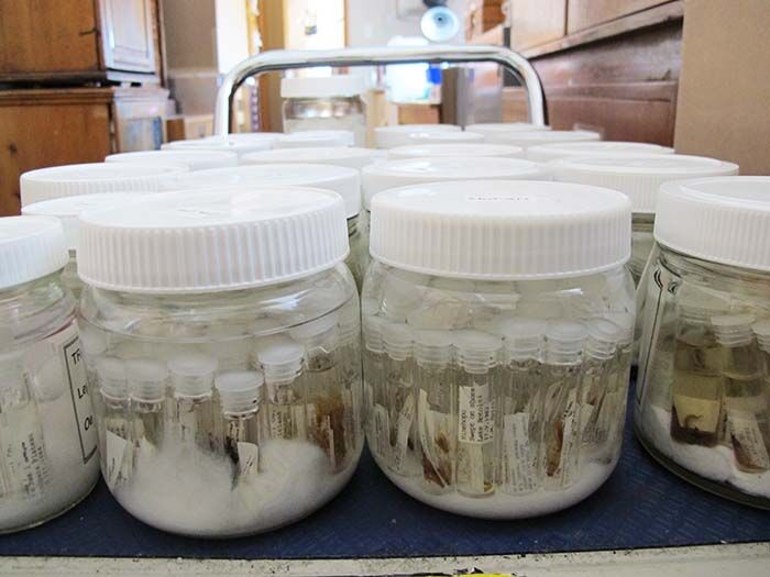 Entomology Wet Collection