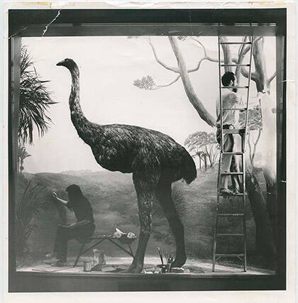 Tale of the giant moa