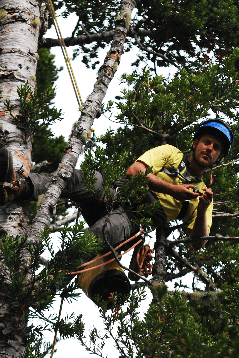 The Kauri Project