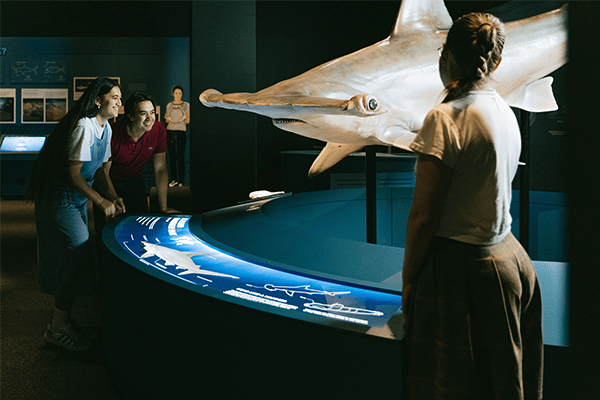 Sharks exhibition at Auckland Museum