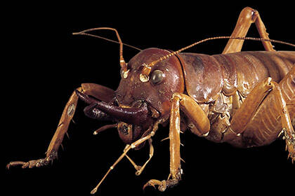 Weird and Wonderful Museum: Tusked Weta