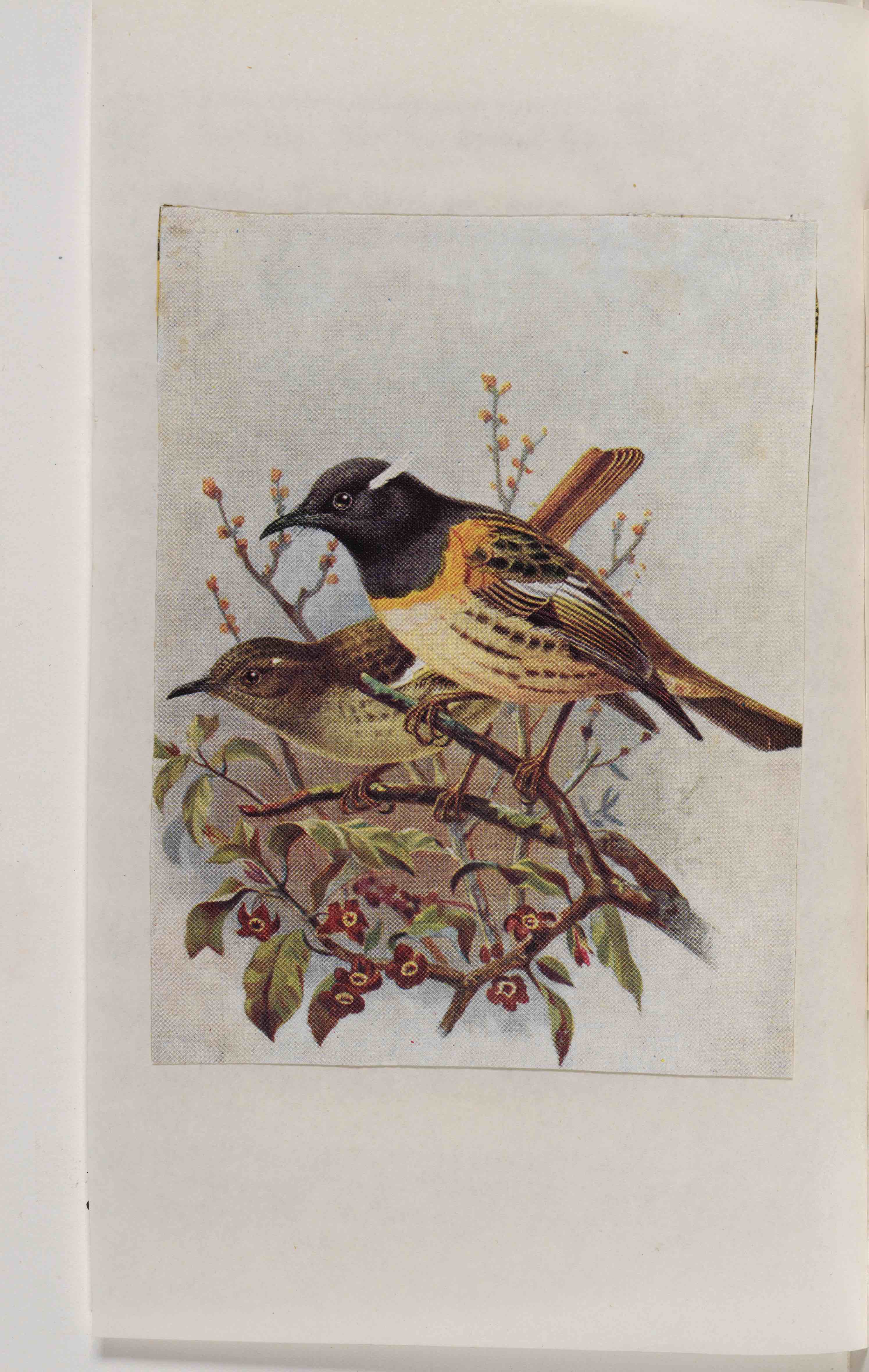 Biodiversity Heritage Library