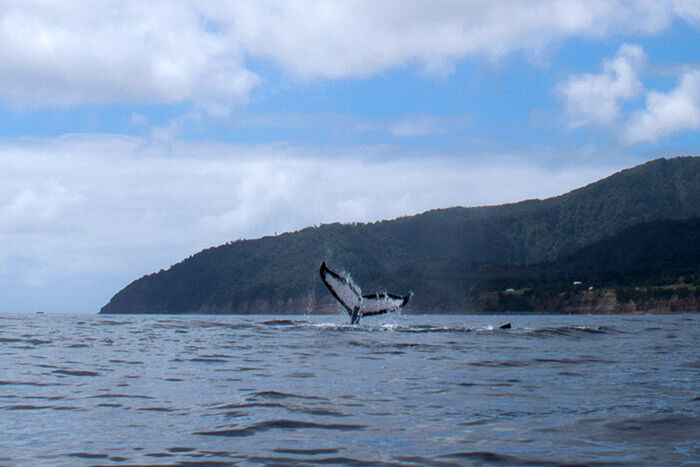 An adult humpback shows fluke
