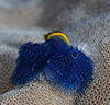Good things come in small packages in the Southwest Pacific