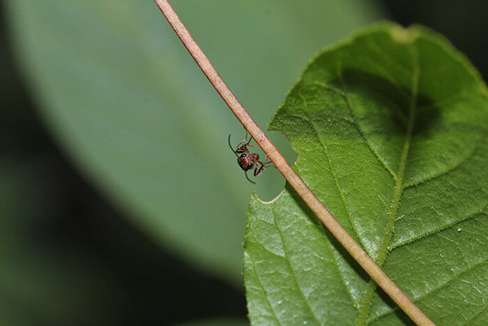 Aridelus rufotestaceus on the prowl