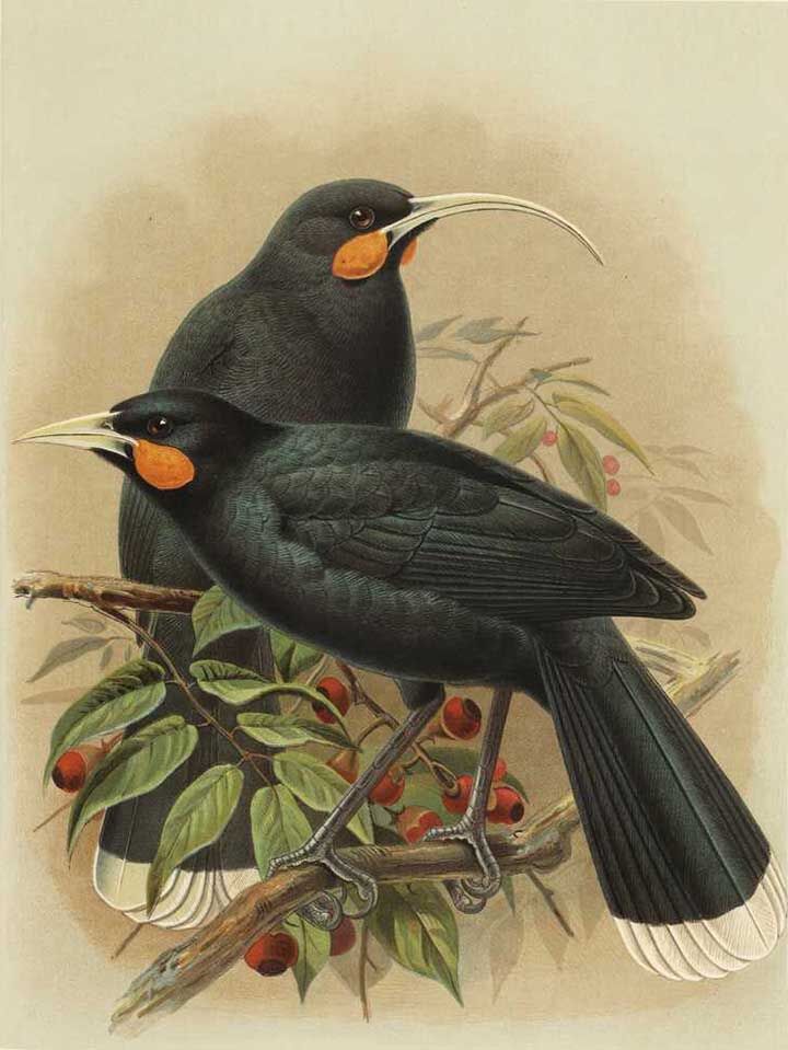 Huia - Buller's Birds