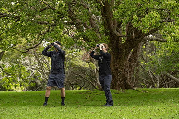 A forest in the city: What birds of the Auckland Domain are telling us 