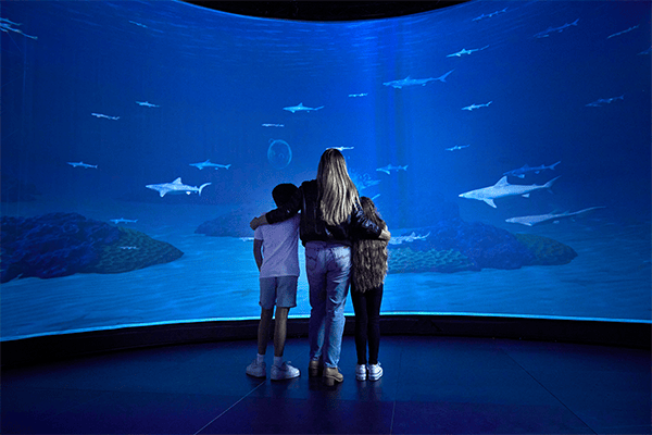 Sharks