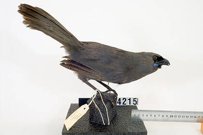 Thomas Cheeseman's window into Auckland's biological past