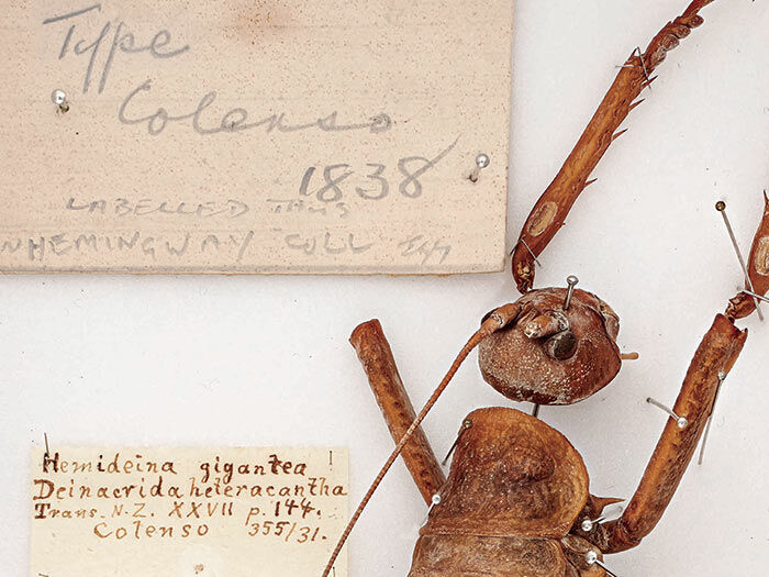 Records of the Auckland Museum, Volume 51, 2016