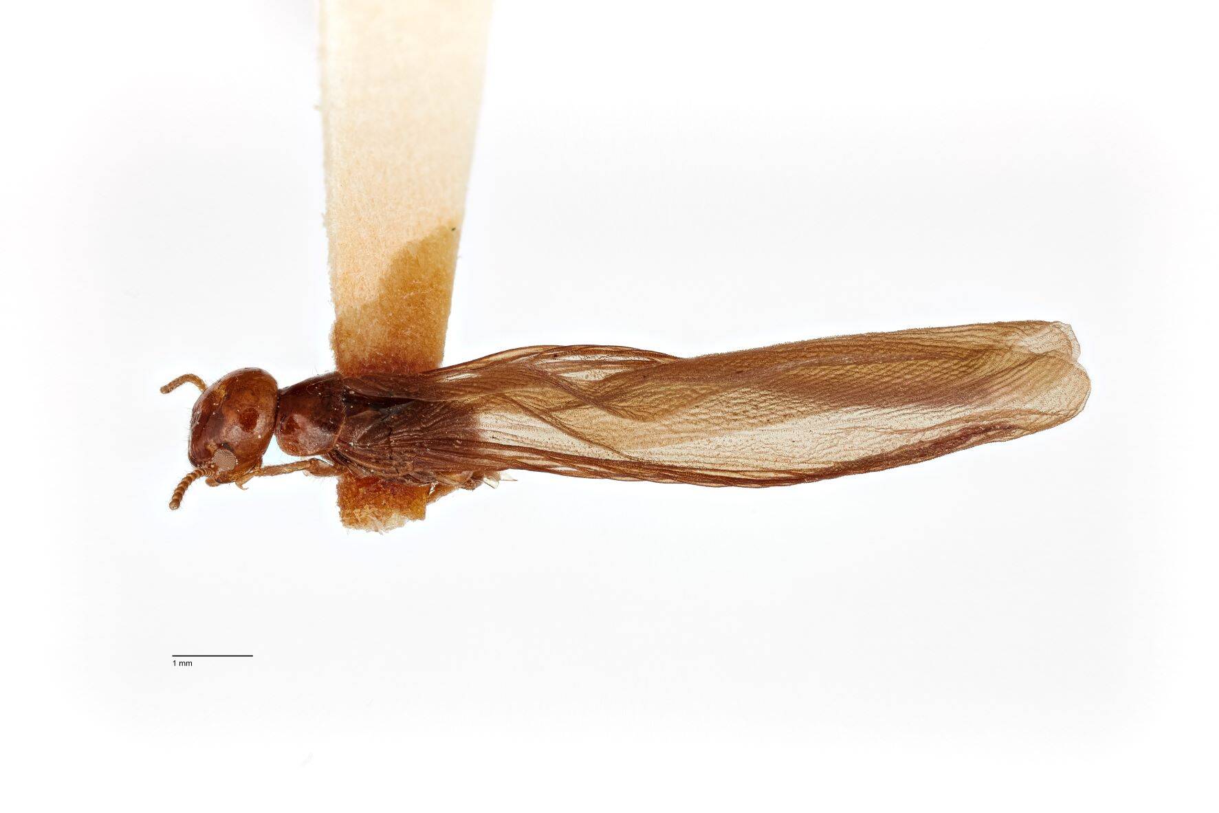 Termite Nomenclature Outbreak at the Museum - Explore topics - Auckland ...